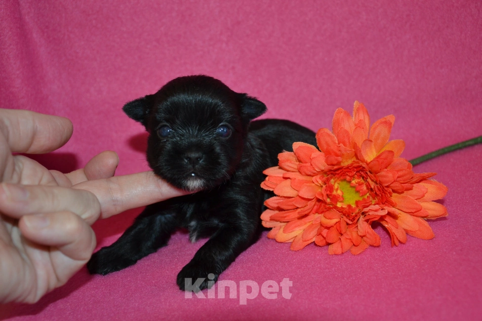 Собаки в Москве: Щенок-мальчик цветного йорка  Мальчик, 30 000 руб. - фото 2