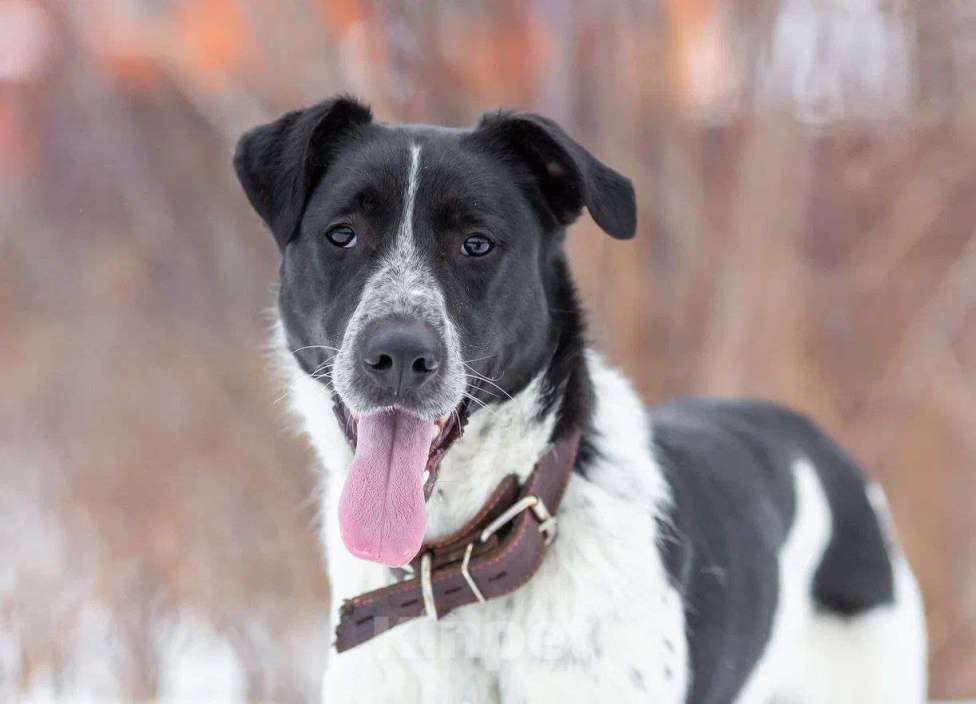 Собаки в Москве: Рик история надежды Мальчик, Бесплатно - фото 6
