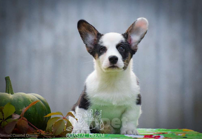 Собаки в Москве: Вельш корги кардиган (мальчик) Мальчик, 50 000 руб. - фото 3