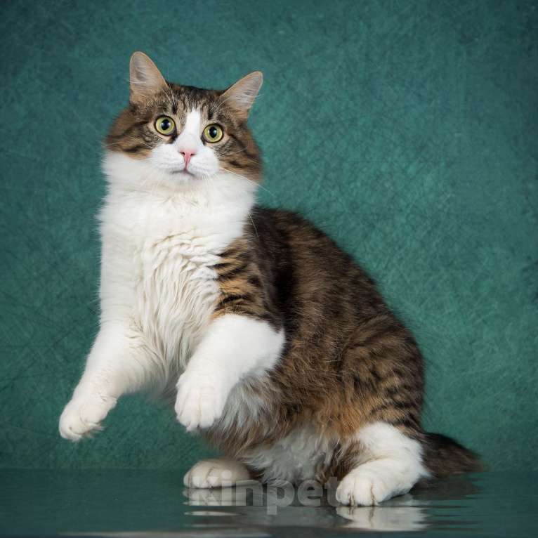Кошки в Москве: Молодой котик Пух в дар! Мальчик, Бесплатно - фото 4
