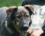 Собаки в Москве: Конар Мальчик, Бесплатно - фото 5