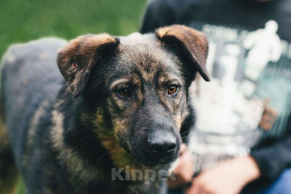 Собаки в Москве: Конар Мальчик, Бесплатно - фото 5