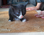 Кошки в Красногорске: Котик в добрые руки Девочка, Бесплатно - фото 4