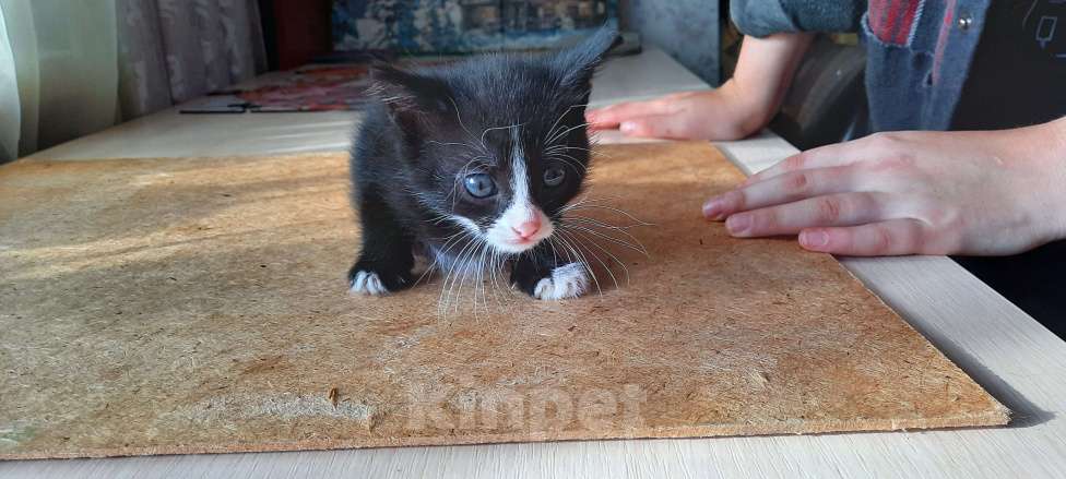 Кошки в Красногорске: Котик в добрые руки Девочка, Бесплатно - фото 4