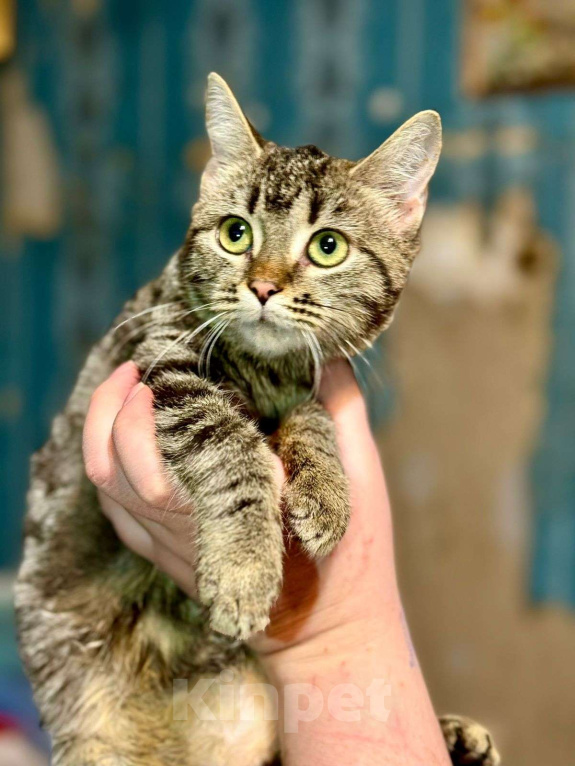 Кошки в Москве: Котёнок Звёздочка в добрые руки  Девочка, Бесплатно - фото 2