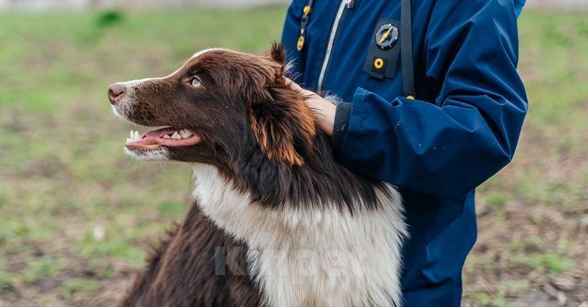 Собаки в Москве: Кобель 7 мес. Документы РКФ Мальчик, 70 000 руб. - фото 1