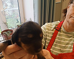 Собаки в Санкт-Петербурге: Щенок карликовой таксы короткощерстной, мальчик. Мальчик, 15 000 руб. - фото 4