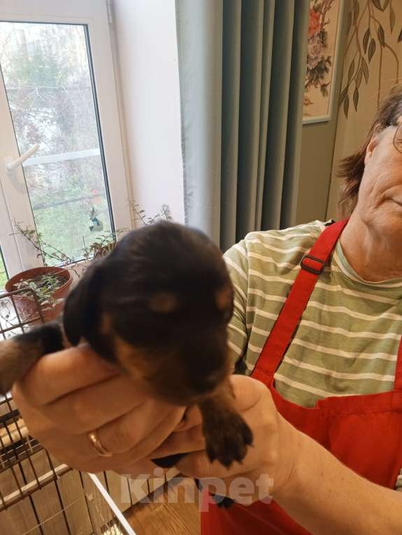 Собаки в Санкт-Петербурге: Щенок карликовой таксы короткощерстной, мальчик. Мальчик, 15 000 руб. - фото 4