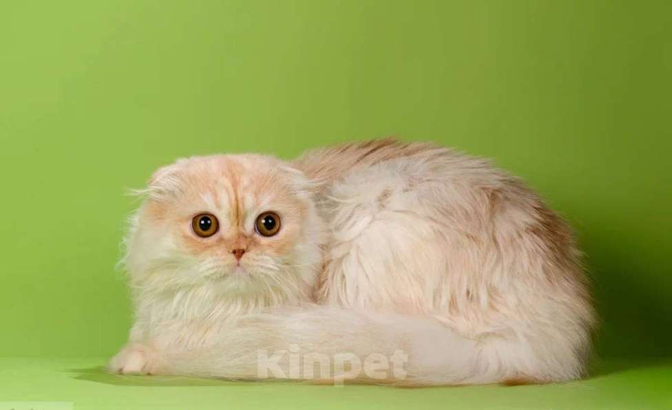 Кошки в Москве: Шотландский  персиковый мальчик Лука Мальчик, 20 000 руб. - фото 2