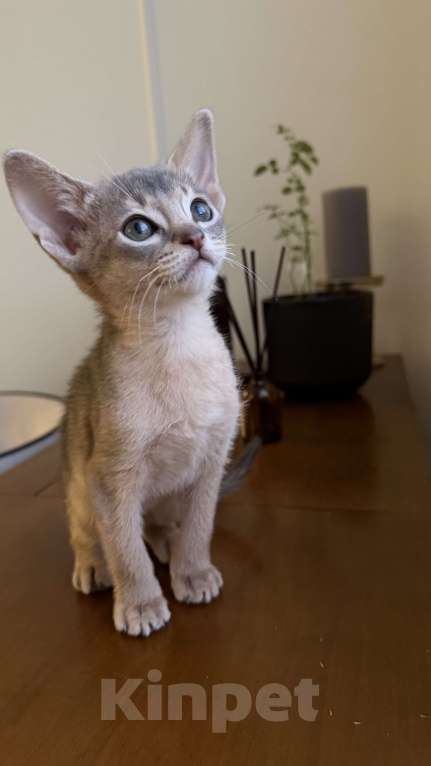 Кошки в Москве: Абиссинский котенок  Девочка, 50 000 руб. - фото 6