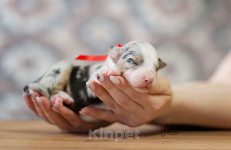 Собаки в Москве: Австралийская овчарка, щенок аусси Девочка, Бесплатно - фото 1