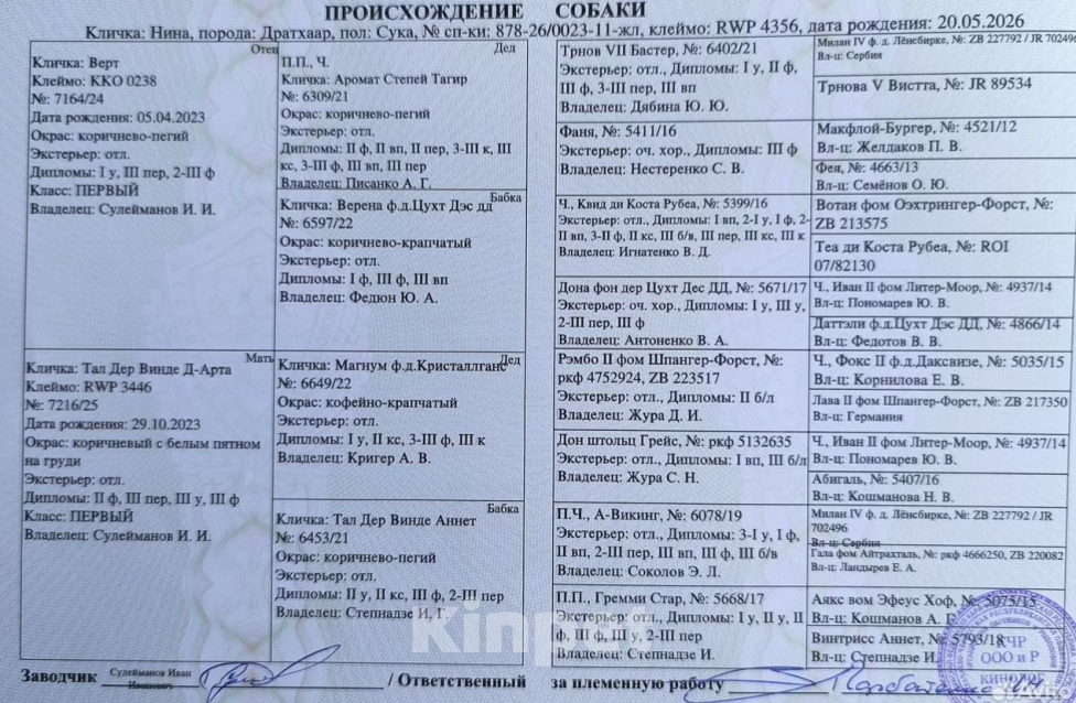 Собаки в Михайловске: Дратхаар (девочка) Девочка, 50 000 руб. - фото 4