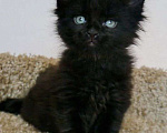 Кошки в Краснодаре: Чистокровный котёнок Мейн-кун, окрас чёрный солид  Мальчик, Бесплатно - фото 5