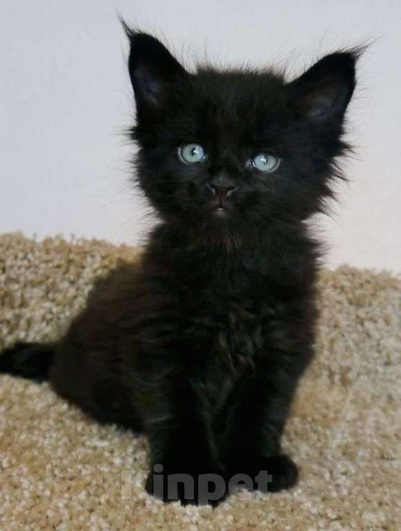 Кошки в Краснодаре: Чистокровный котёнок Мейн-кун, окрас чёрный солид  Мальчик, Бесплатно - фото 5