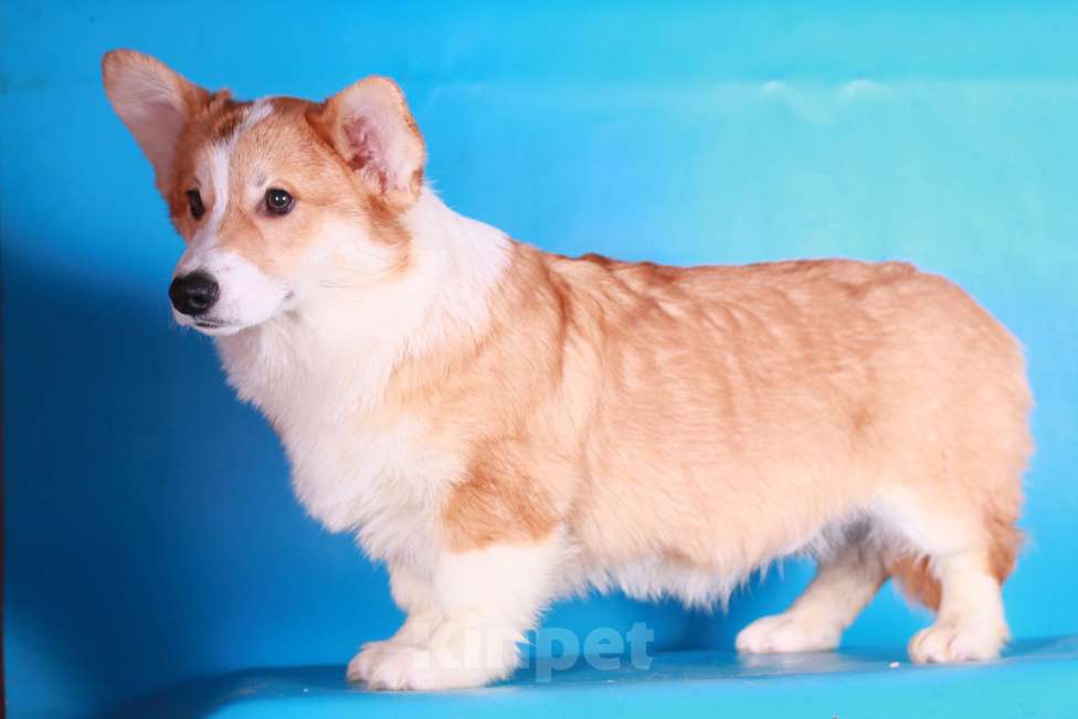 Собаки в Москве: вельш корги пемброк щенки Мальчик, 70 000 руб. - фото 6