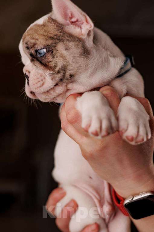 Собаки в Шахте: Французские булочки  Мальчик, 75 000 руб. - фото 4