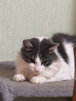 !!Потерялся Кот!!