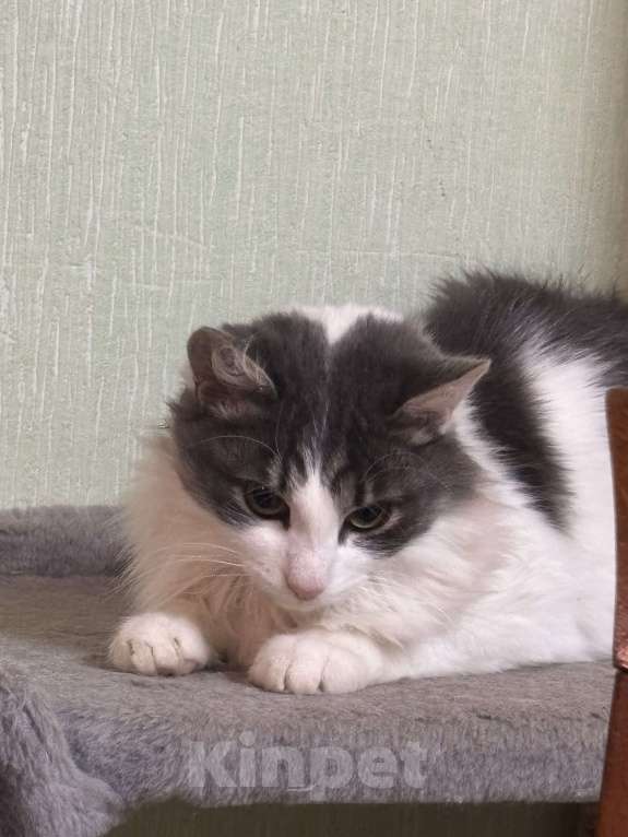 Кошки в Березниках: !!Потерялся Кот!! Мальчик, 5 000 руб. - фото 1