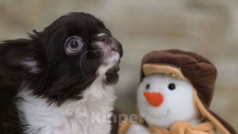 Собаки в Москве: Мальчик 3 мес, бело шоколадный Мальчик, Бесплатно - фото 3