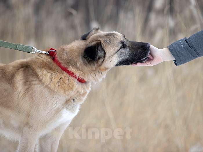 Собаки в Санкт-Петербурге: Ищем дом для дружелюбного пса Грэма Мальчик, 10 руб. - фото 8