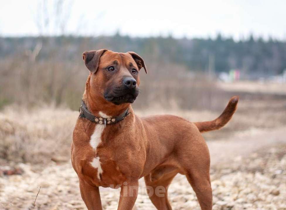 Собаки в Москве: Ярко-рыжий питбуль ПашА в добрые руки Мальчик, Бесплатно - фото 2