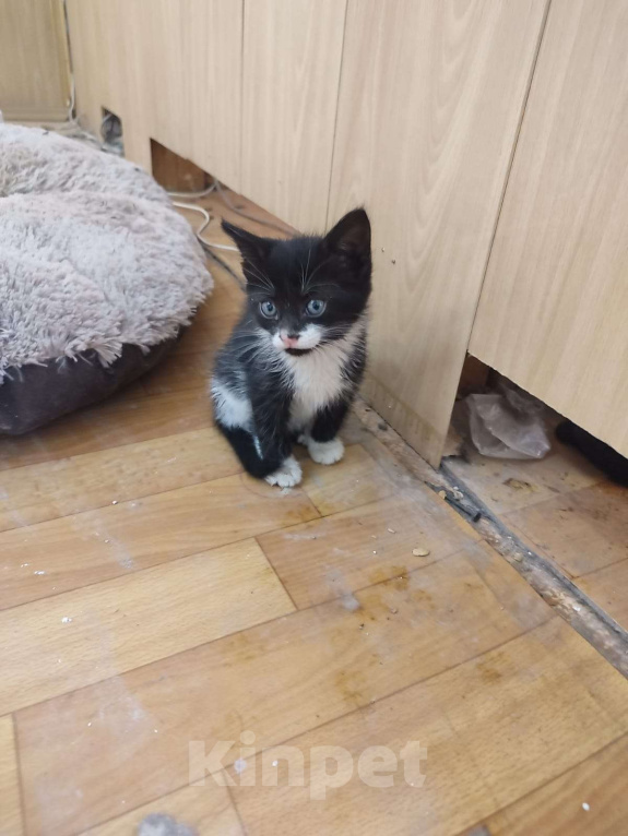 Кошки в Москве: Чери Девочка, Бесплатно - фото 2