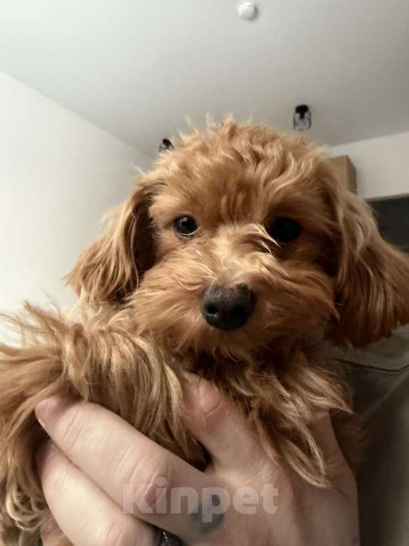 Собаки в Москве: Мальтипу Корея f1 Девочка, 68 000 руб. - фото 3