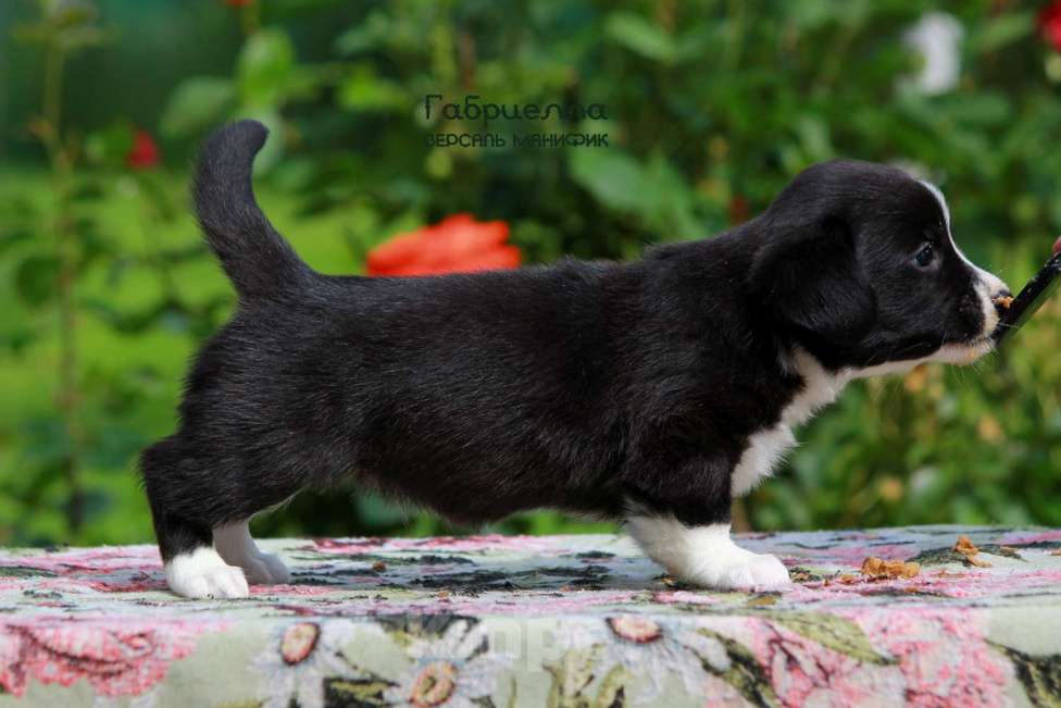 Собаки в Санкт-Петербурге: Версаль Манифик Габриелла Девочка, 50 000 руб. - фото 4