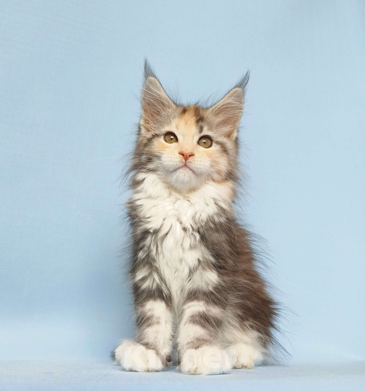 Кошки в Москве: Котята Мейн-Кун из питомника Девочка, 50 000 руб. - фото 5