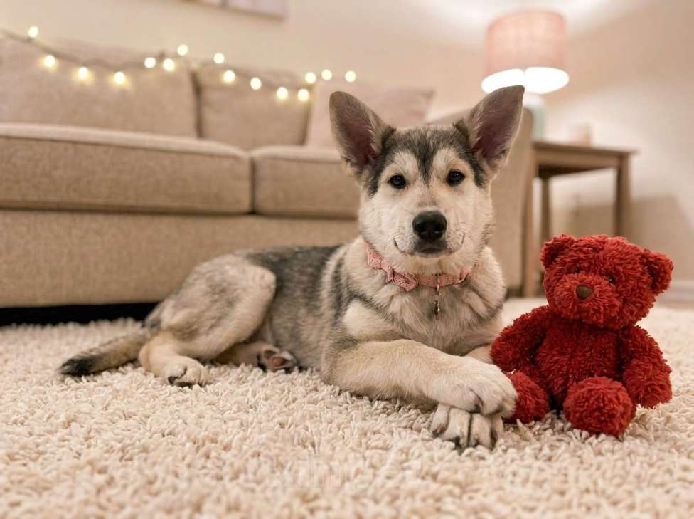Собаки в Москве: Щенок в добрые руки Девочка, Бесплатно - фото 1