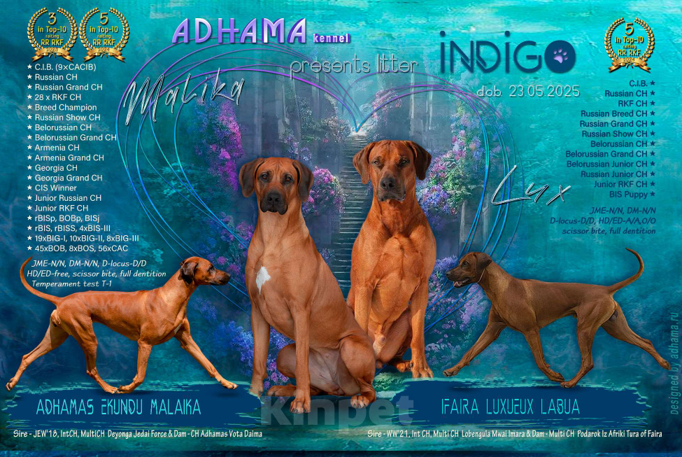 Собаки в Санкт-Петербурге: Щенки родезийского риджбека. Питомник РКФ Мальчик, Бесплатно - фото 9