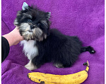 Собаки в Москве: Чёрный йорк девочка стандарт кукольная Девочка, 70 000 руб. - фото 4