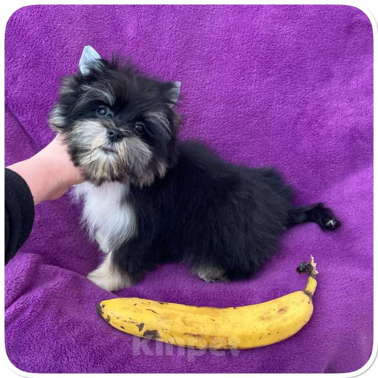 Собаки в Москве: Чёрный йорк девочка стандарт кукольная Девочка, 70 000 руб. - фото 4
