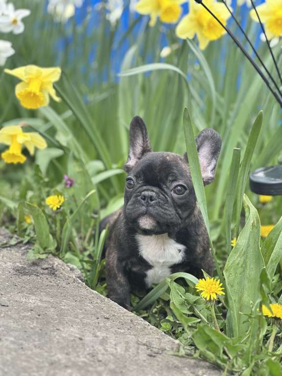 Собаки в Москве: Стандарт ркф и цветные францущы от проф заводчика Девочка, Бесплатно - фото 8