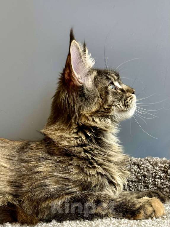 Кошки в Дедовске: Яркая, харизматичная девочка мейн-кун  Девочка, 45 000 руб. - фото 6