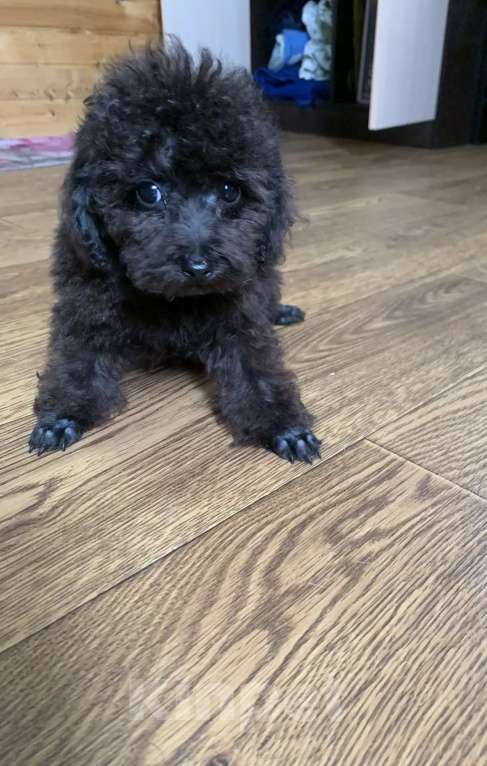 Собаки в Темрюке: Мальчики и девочки Девочка, Бесплатно - фото 6