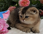Кошки в Краснодаре: Котята золотая шиншилла Девочка, 15 000 руб. - фото 1
