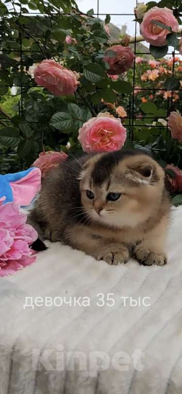 Кошки в Краснодаре: Котята золотая шиншилла Девочка, 15 000 руб. - фото 1