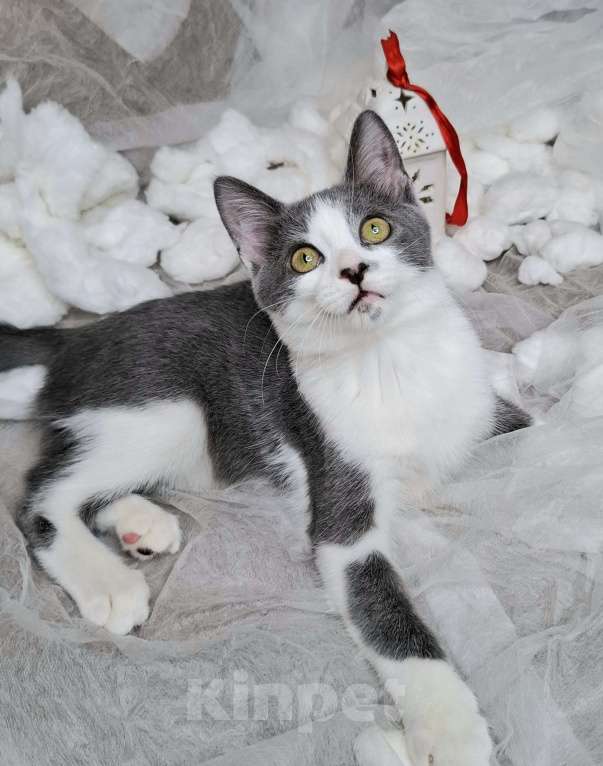 Кошки в Москве: Котёнок с сердечком на носу в добрые руки  Мальчик, Бесплатно - фото 3