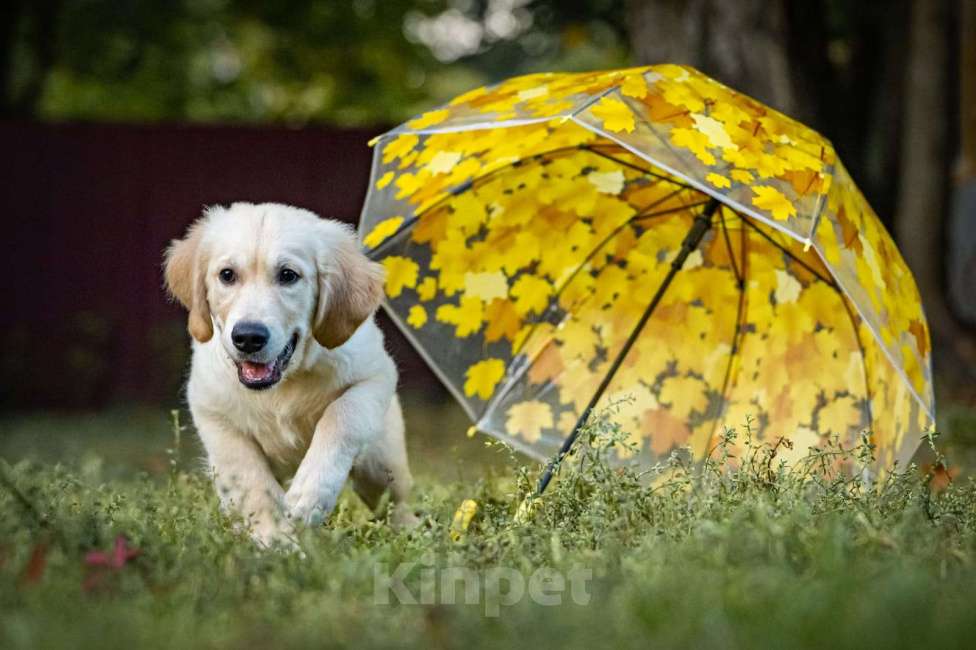 Собаки в Мытищах: Золотистый ретривер, щенок Мальчик, 60 000 руб. - фото 3