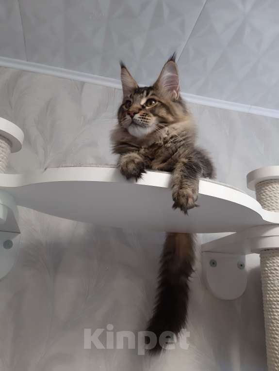 Кошки в Кемерово: Котенок Мейн-кун Разнополые, 50 000 руб. - фото 7