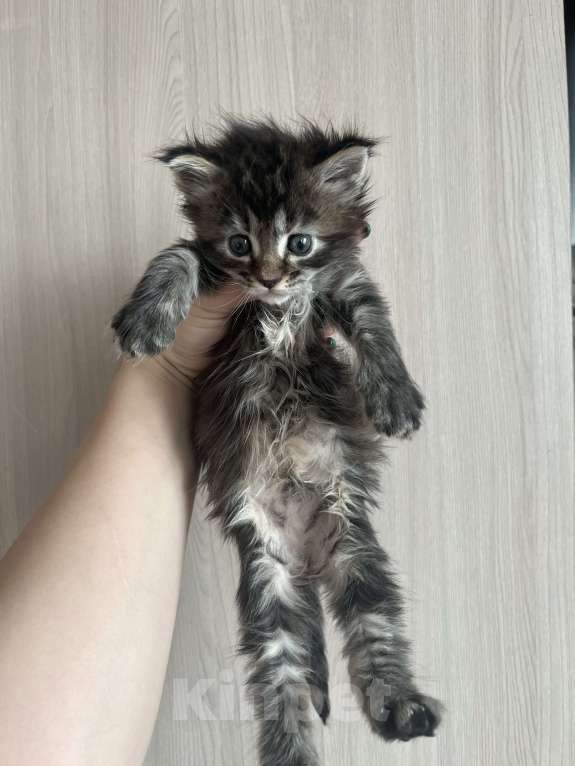 Кошки в других городах Брянской области: Девочка Девочка, 6 000 руб. - фото 2