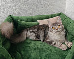 Кошки в Санкт-Петербурге: Котёнок мейн-кун Девочка, Бесплатно - фото 2