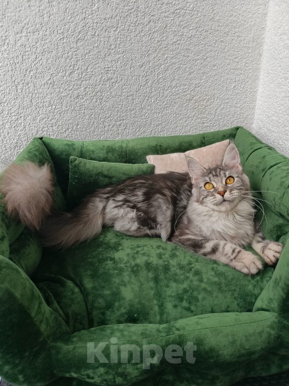 Кошки в Санкт-Петербурге: Котёнок мейн-кун Девочка, Бесплатно - фото 2