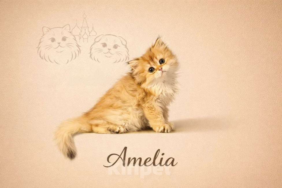 Кошки в Москве: Британские длинношерстные золотые котята Разнополые, Бесплатно - фото 7