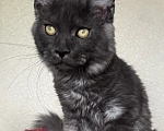 Кошки в Петергофе: Очень славный мальчик Мальчик, 30 000 руб. - фото 1