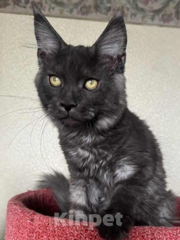 Кошки в Петергофе: Очень славный мальчик Мальчик, 30 000 руб. - фото 1