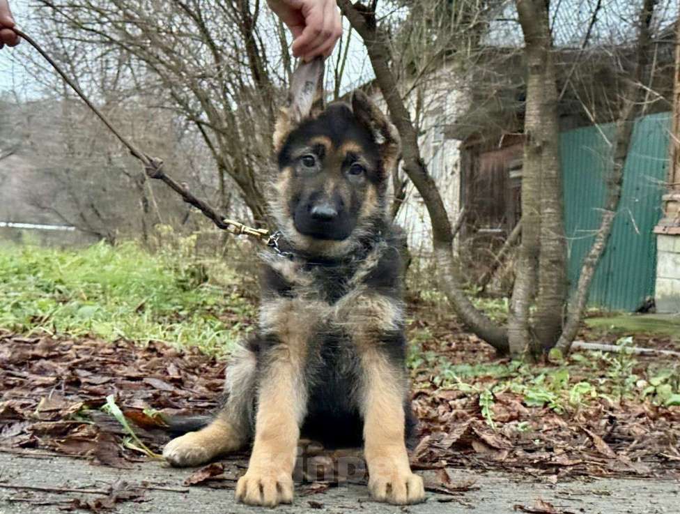 Собаки в Москве: Немецкая овчарка щенок Мальчик, 60 000 руб. - фото 5