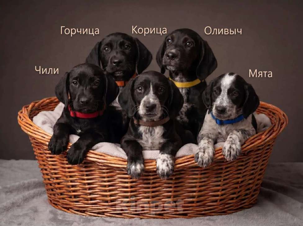 Собаки в Сочи: Озорной мальчишка ищет любящую семью Мальчик, Бесплатно - фото 10