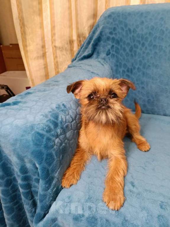 Собаки в Курске: Миниатюрная девочка брюссельский  гриффон  Девочка, 85 руб. - фото 1